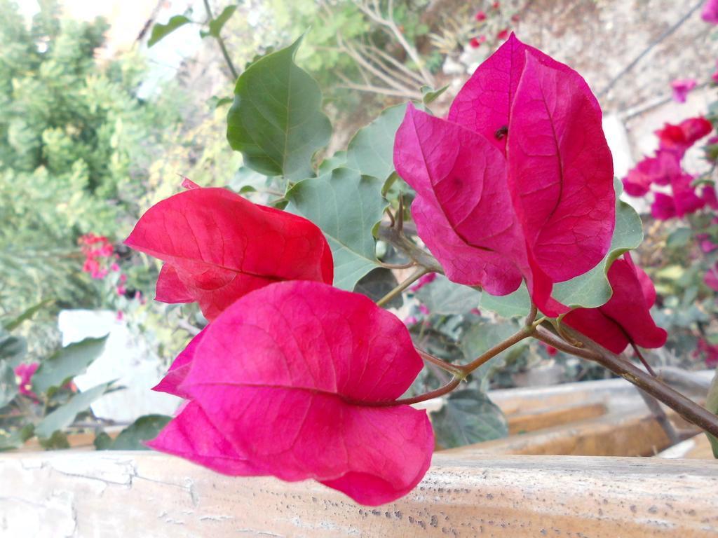 Puerto López Maremonti Bed & Breakfast מראה חיצוני תמונה